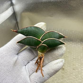 S8483★オークション販売★ サンスベリア ロリダ 極上斑入り アウレア S8483☆オークション販売☆ サンスベリア ロリダ 極上斑入り